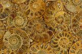 Composite Plate Of Agatized Ammonite Fossils #130570-1